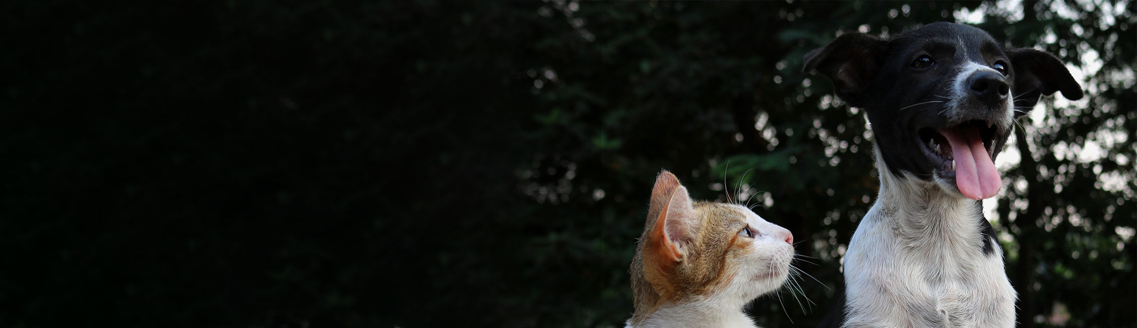 Pet Age Calculator Wallsend Vet Newcastle